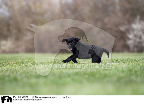 Labrador Retriever Welpe / Labrador Retriever puppy / JH-31532