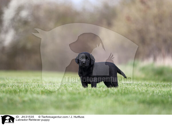 Labrador Retriever Welpe / Labrador Retriever puppy / JH-31535