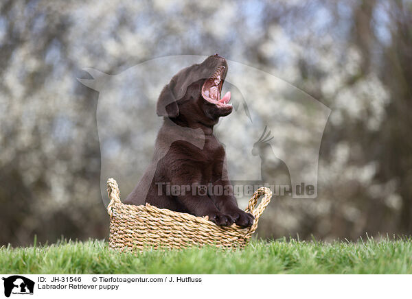 Labrador Retriever puppy / JH-31546