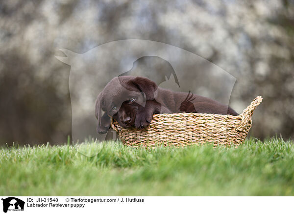 Labrador Retriever Welpe / Labrador Retriever puppy / JH-31548