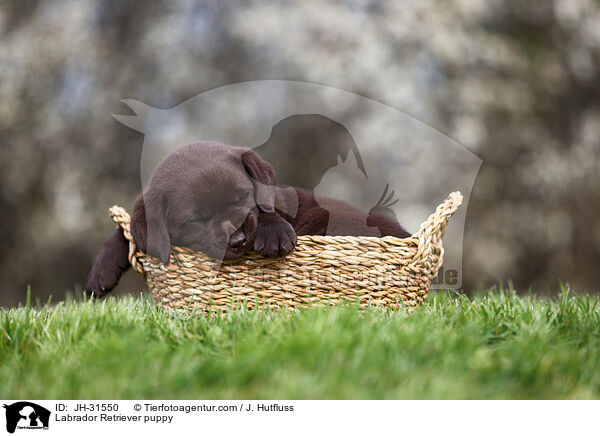Labrador Retriever puppy / JH-31550