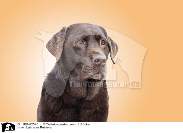 brauner Labrador Retriever / brown Labrador Retriever / JEB-02540