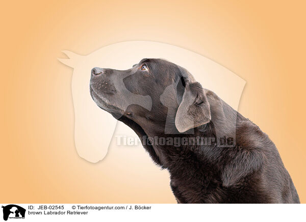 brauner Labrador Retriever / brown Labrador Retriever / JEB-02545