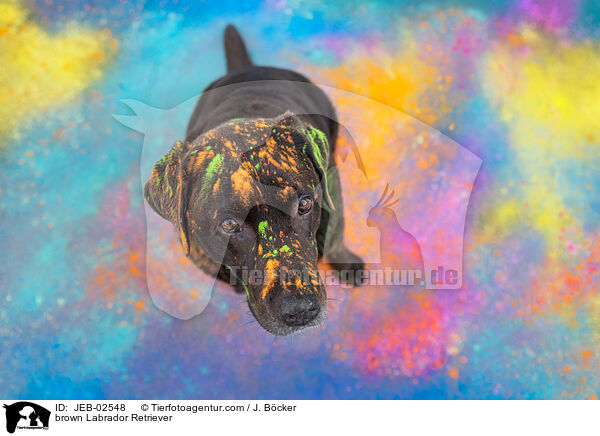 brauner Labrador Retriever / brown Labrador Retriever / JEB-02548