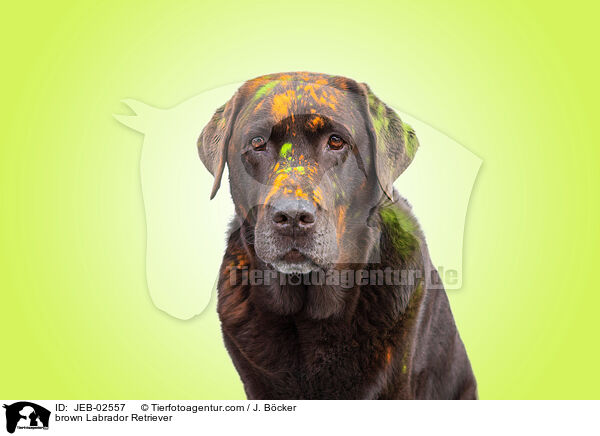 brauner Labrador Retriever / brown Labrador Retriever / JEB-02557