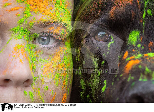 brauner Labrador Retriever / brown Labrador Retriever / JEB-02559