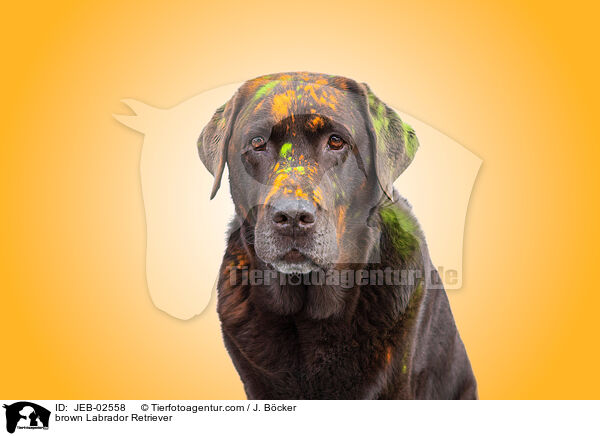 brauner Labrador Retriever / brown Labrador Retriever / JEB-02558