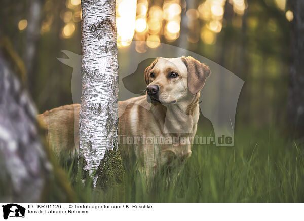 Labrador Retriever Hndin / female Labrador Retriever / KR-01126