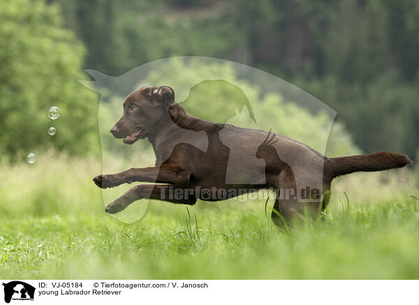 junger Labrador Retriever / young Labrador Retriever / VJ-05184