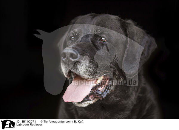 Labrador Retriever / BK-02071