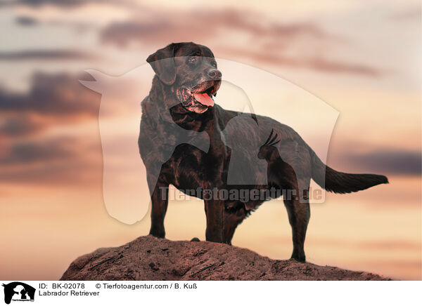 Labrador Retriever / Labrador Retriever / BK-02078