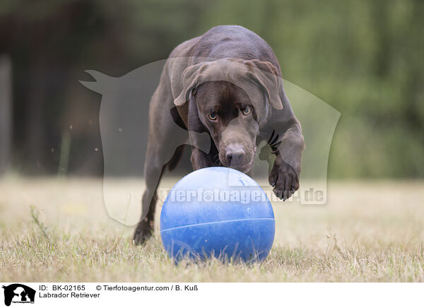 Labrador Retriever / Labrador Retriever / BK-02165