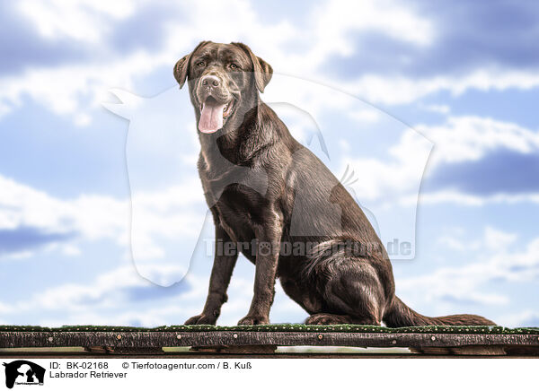 Labrador Retriever / Labrador Retriever / BK-02168
