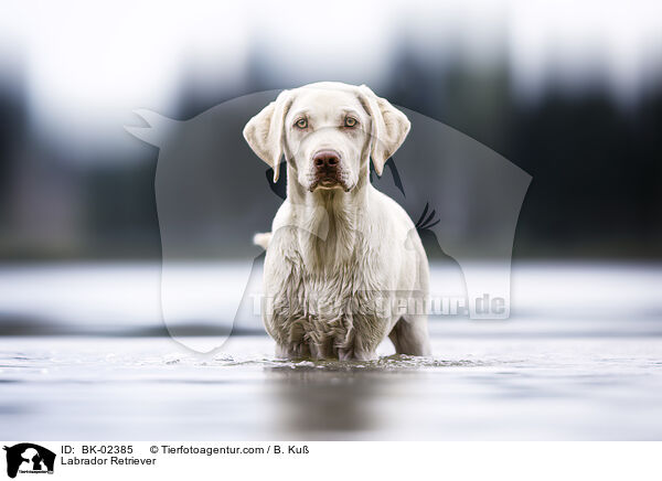 Labrador Retriever / Labrador Retriever / BK-02385