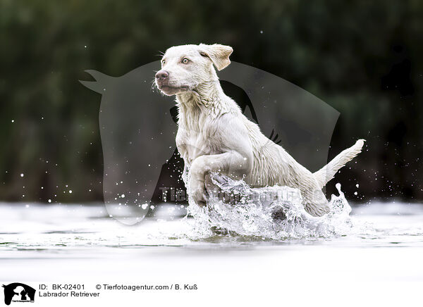 Labrador Retriever / Labrador Retriever / BK-02401
