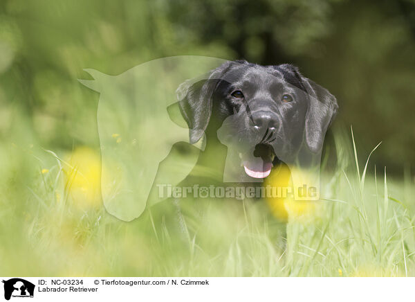 Labrador Retriever / Labrador Retriever / NC-03234