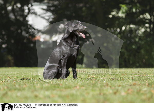 Labrador Retriever / Labrador Retriever / NC-03236