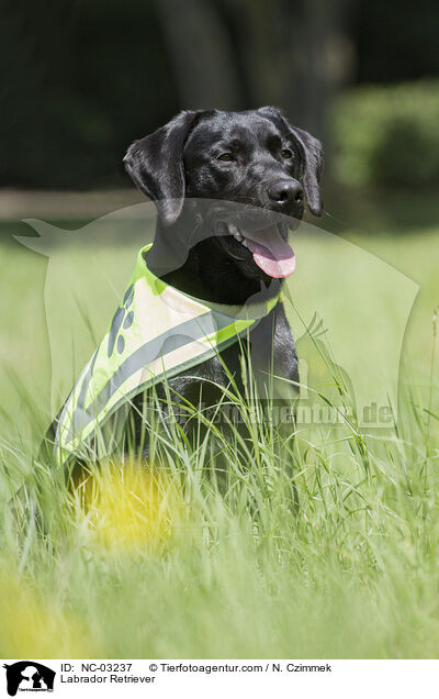 Labrador Retriever / Labrador Retriever / NC-03237