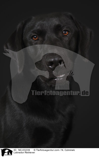 Labrador Retriever / Labrador Retriever / NC-03239