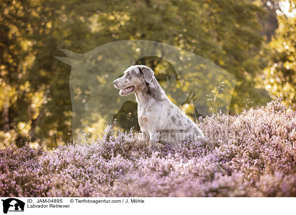 Labrador Retriever / Labrador Retriever / JAM-04895