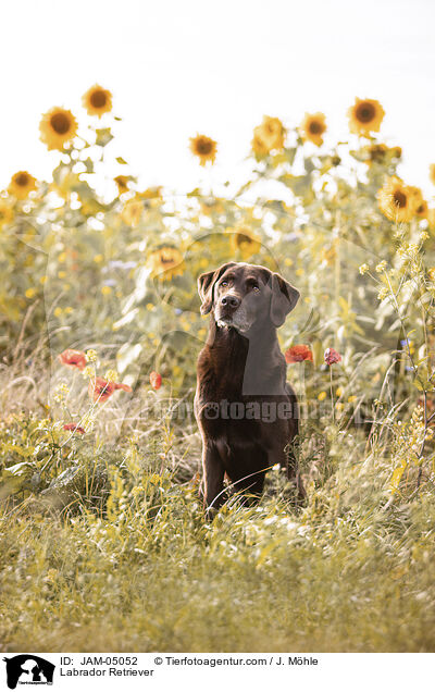 Labrador Retriever / Labrador Retriever / JAM-05052