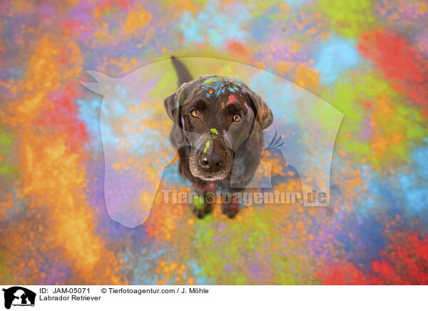 Labrador Retriever / Labrador Retriever / JAM-05071