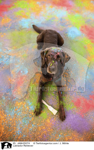 Labrador Retriever / JAM-05074