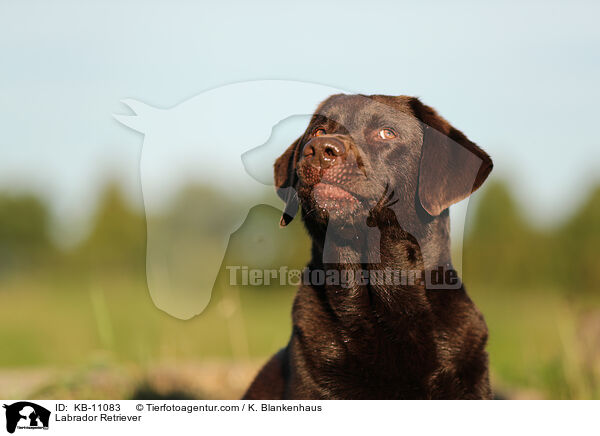 Labrador Retriever / Labrador Retriever / KB-11083