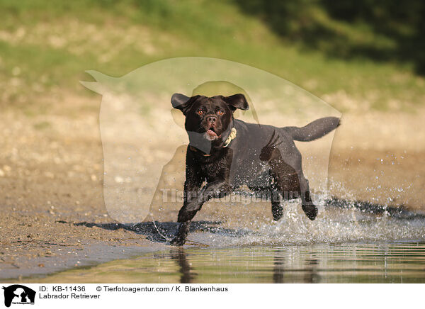 Labrador Retriever / Labrador Retriever / KB-11436