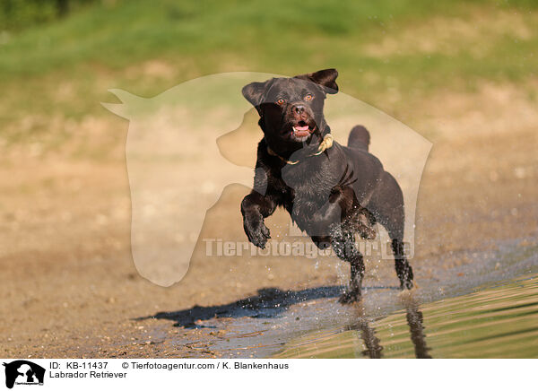 Labrador Retriever / Labrador Retriever / KB-11437