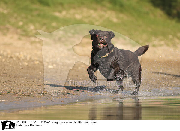 Labrador Retriever / Labrador Retriever / KB-11440