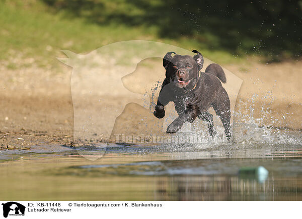 Labrador Retriever / Labrador Retriever / KB-11448