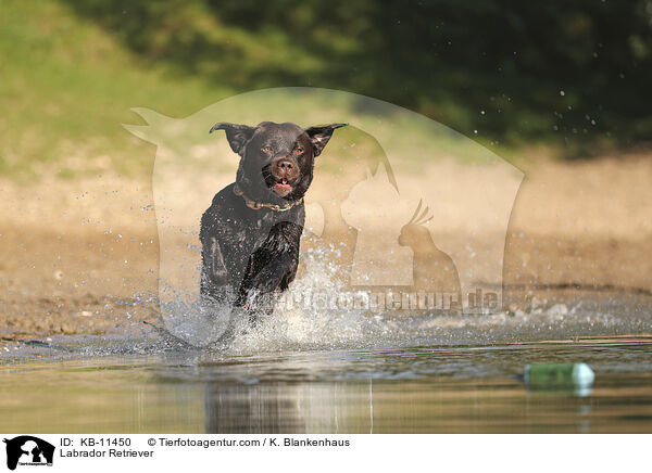 Labrador Retriever / Labrador Retriever / KB-11450