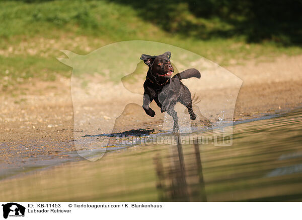 Labrador Retriever / Labrador Retriever / KB-11453