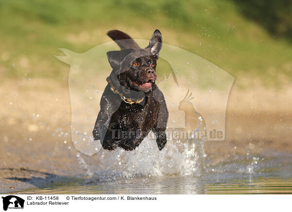 Labrador Retriever / Labrador Retriever / KB-11458