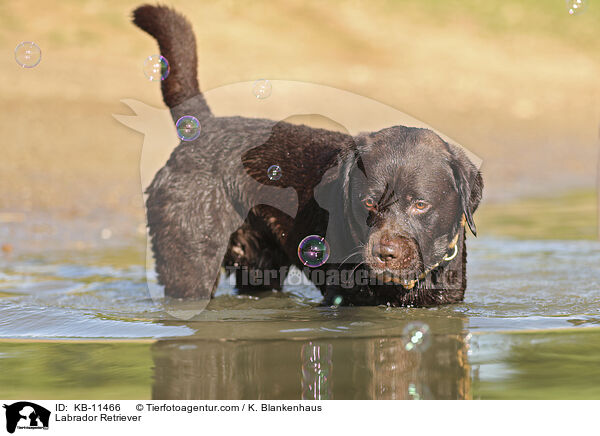 Labrador Retriever / Labrador Retriever / KB-11466
