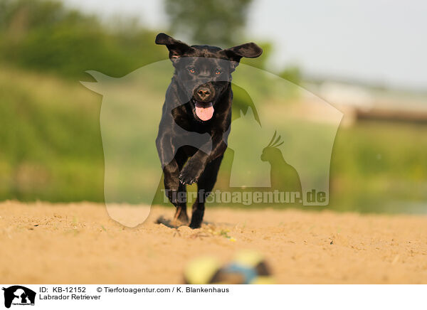 Labrador Retriever / Labrador Retriever / KB-12152