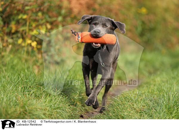 Labrador Retriever / Labrador Retriever / KB-12542