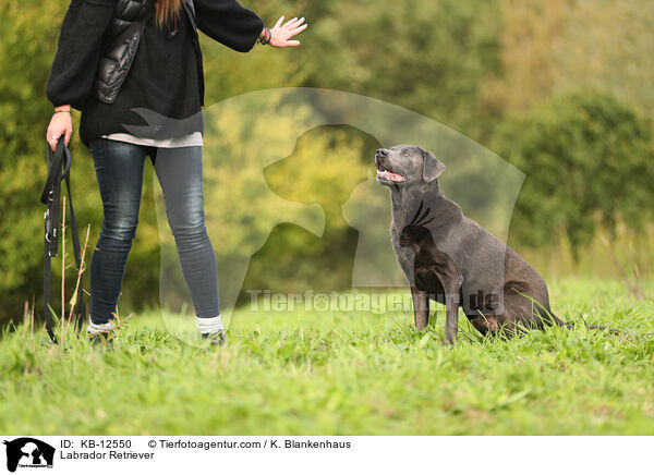 Labrador Retriever / Labrador Retriever / KB-12550