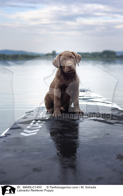 Labrador Retriever Welpe / Labrador Retriever Puppy / MARS-01450