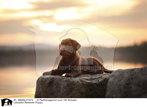 Labrador Retriever Puppy / MARS-01472