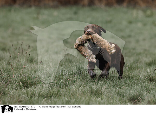 Labrador Retriever / Labrador Retriever / MARS-01479