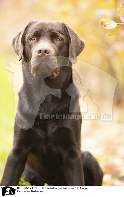 Labrador Retriever / Labrador Retriever / JM-17452