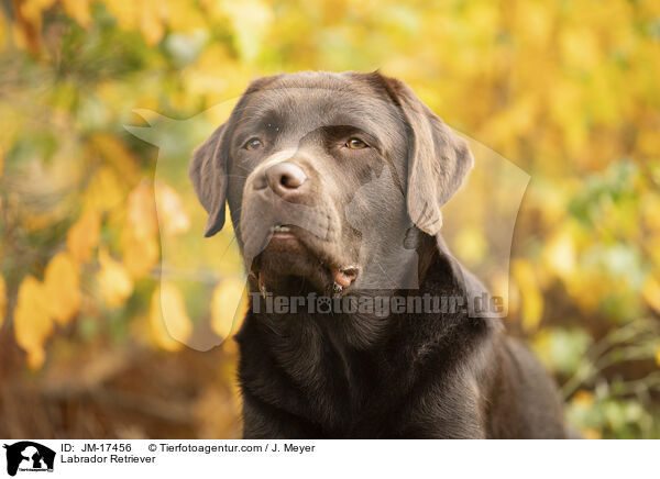 Labrador Retriever / Labrador Retriever / JM-17456
