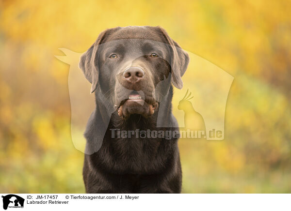 Labrador Retriever / Labrador Retriever / JM-17457