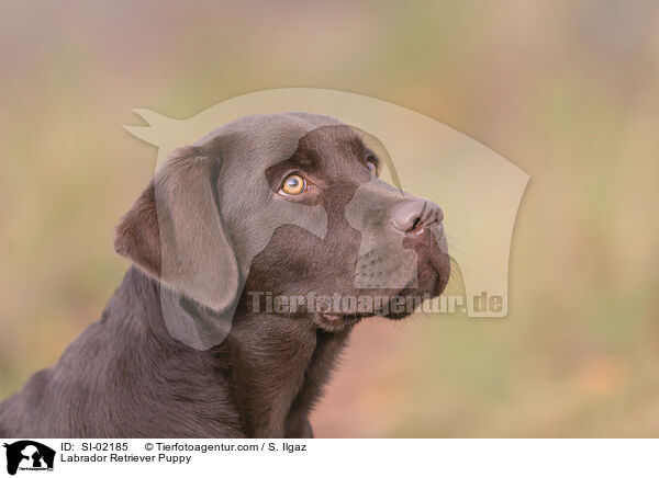 Labrador Retriever Puppy / SI-02185