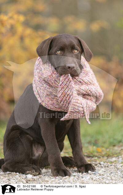 Labrador Retriever Puppy / SI-02186