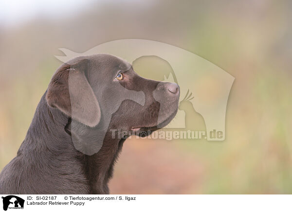 Labrador Retriever Welpe / Labrador Retriever Puppy / SI-02187