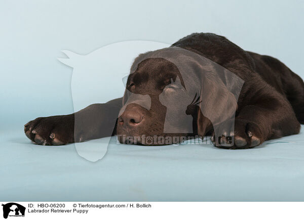 Labrador Retriever Puppy / HBO-06200
