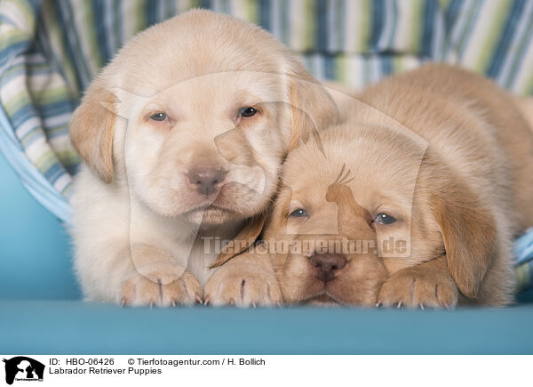 Labrador Retriever Puppies / HBO-06426